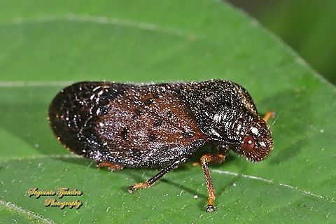 Brown Froghopper (Cercopidae)  Geotagged,Indonesia,Summer
