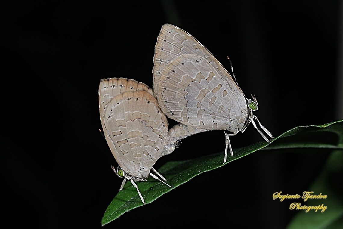 Miletus gopara, family Lycaenidae "mating"  Geotagged,Indonesia,Miletus gopara,Summer
