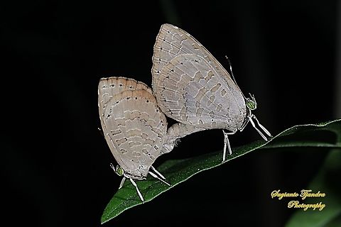 Miletus gopara, family Lycaenidae "mating"  Geotagged,Indonesia,Miletus gopara,Summer