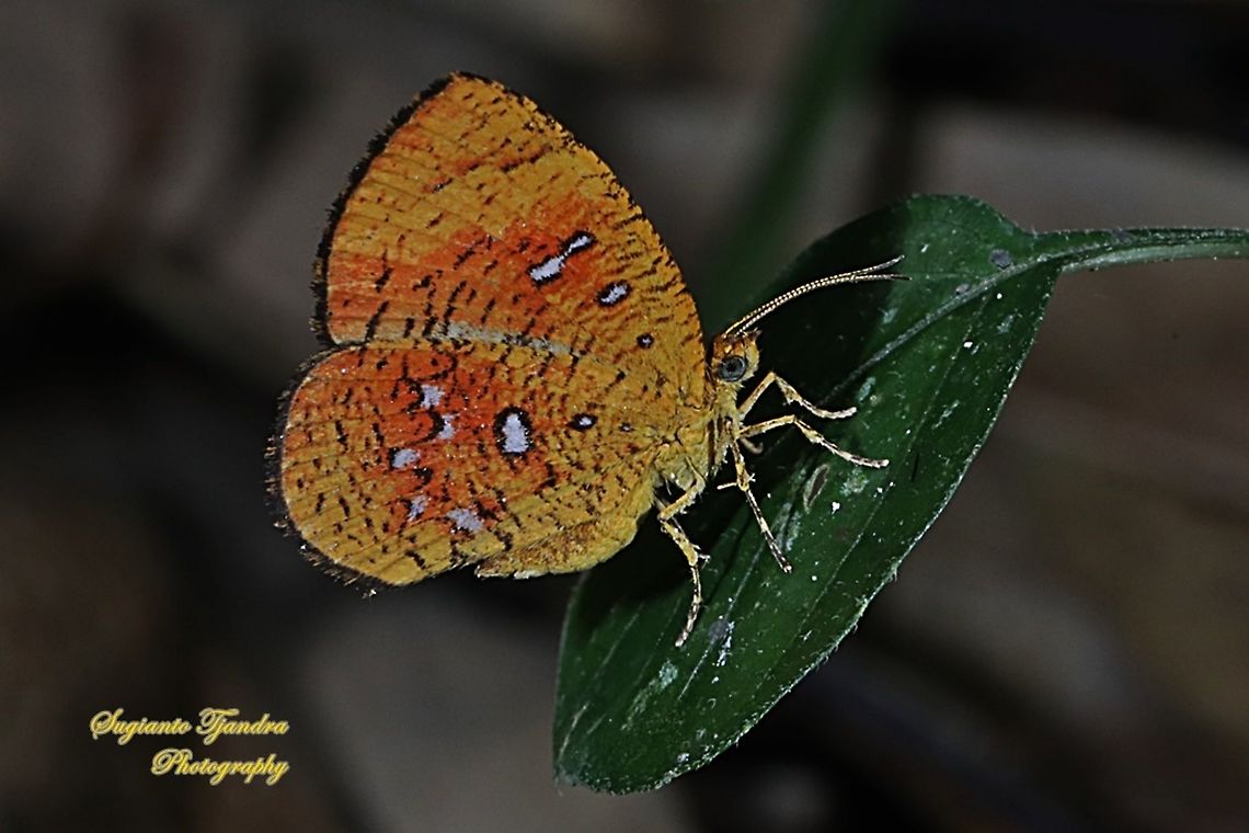 Callidula Moth, Callidula sakuni sakuni (family Callidulidae)  Callidula sakuni,Geotagged,Indonesia,Summer