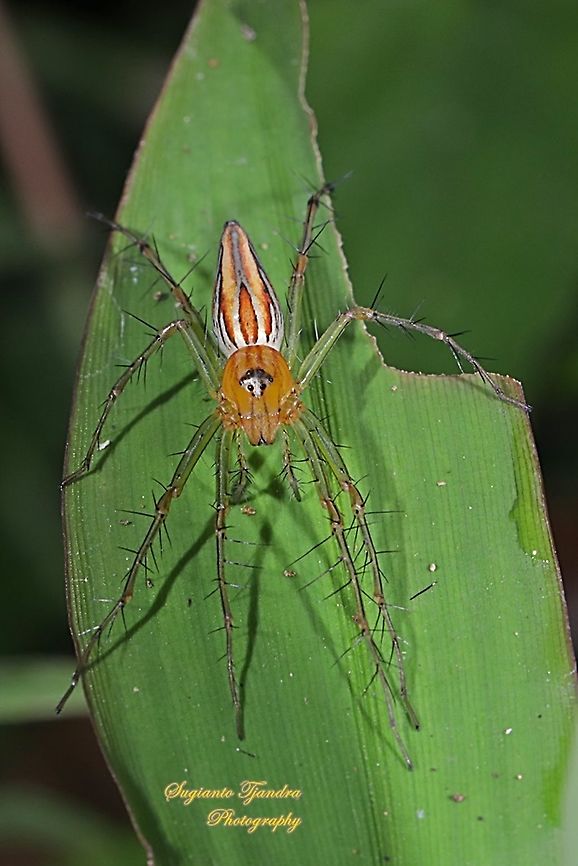 Lynx Spider, Oxyopidae sp. - female  Geotagged,Indonesia,Summer
