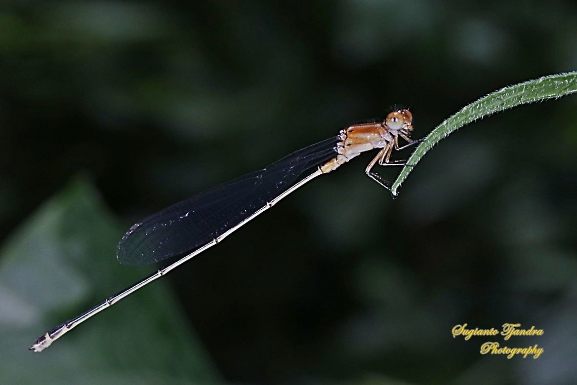 Damselfly (Pseudagrion sp)  Geotagged,Indonesia,Summer