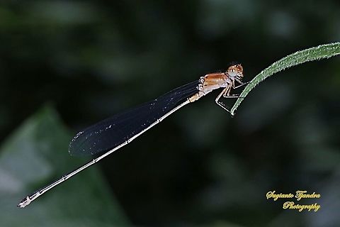 Damselfly (Pseudagrion sp)  Geotagged,Indonesia,Summer