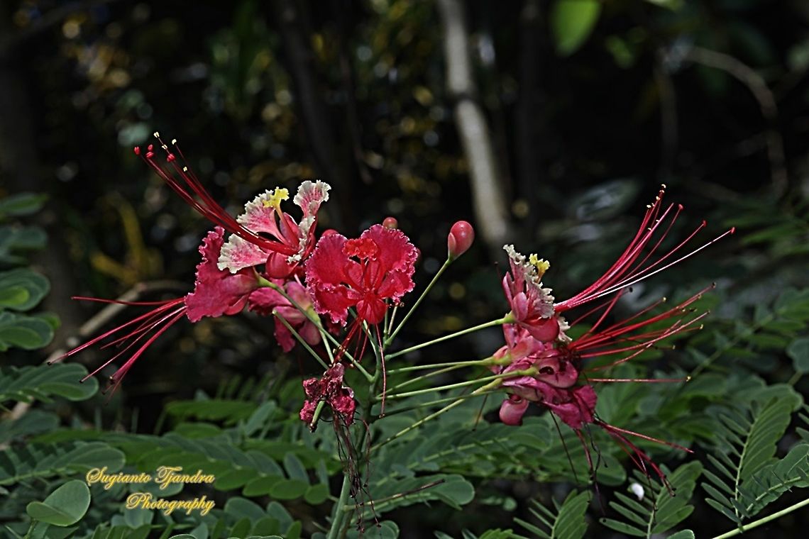 Kembang Merack/Peacock flower, Caesalpinia pulcherrima  Caesalpinia pulcherrima,Geotagged,Indonesia,Poinciana,Summer