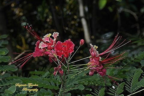 Kembang Merack/Peacock flower, Caesalpinia pulcherrima  Caesalpinia pulcherrima,Geotagged,Indonesia,Poinciana,Summer