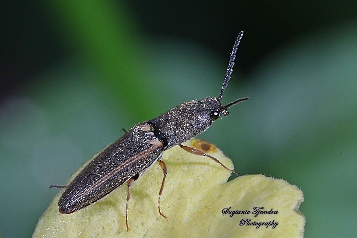 Click beetle, Elateridae  Geotagged,Indonesia,Summer