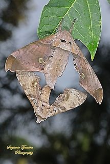 Durian Hawkmoths, Daphnusa ocellaris, Sphingidae "mating"  Daphnusa ocellaris,Geotagged,Indonesia,Summer