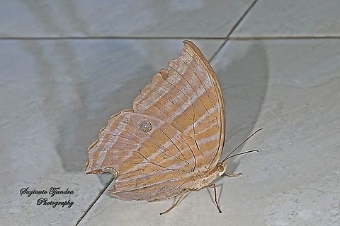 Palm King Butterfly, Amathusia phidippus  Amathusia phidippus,Geotagged,Indonesia,Palmking,Summer