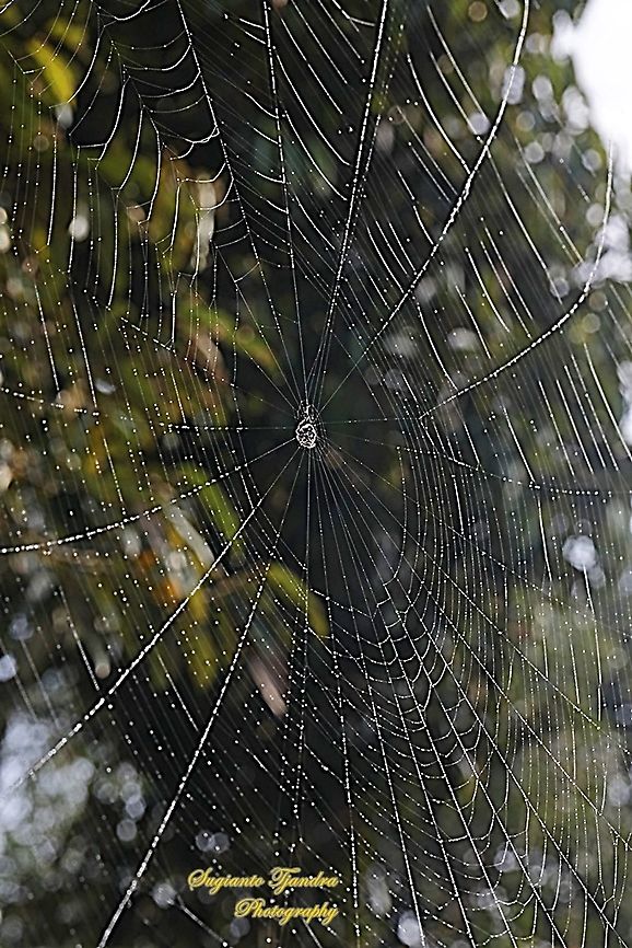 Orb-weaver Spider, Araneidae "spider web"  Geotagged,Indonesia,Summer