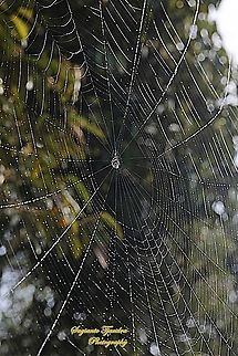 Orb-weaver Spider, Araneidae "spider web"  Geotagged,Indonesia,Summer