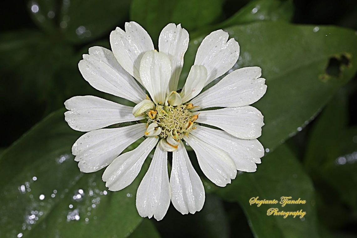 White Zinnia flower  Geotagged,Indonesia,Summer