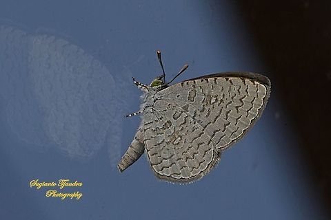 Apefly butterfly, Spalgis epeus  Apefly,Geotagged,Indonesia,Spalgis epeus,Summer