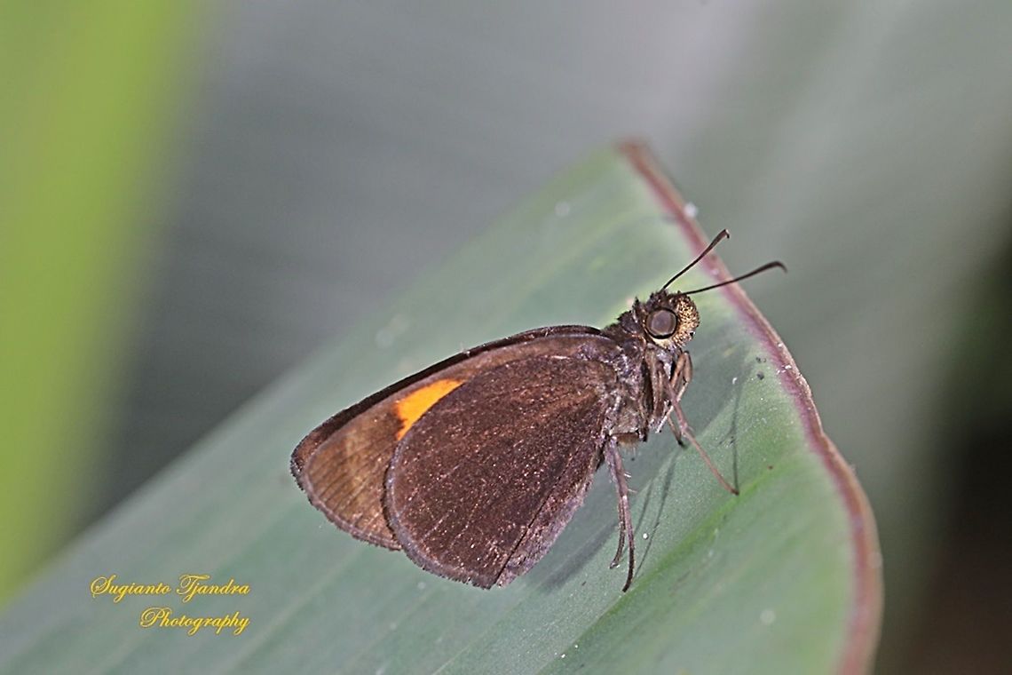 Skipper Butterfly, The Bright Red Velvet Bob, Koruthaialos sindu  Bright red velvet bob,Geotagged,Indonesia,Koruthaialos sindu,Summer