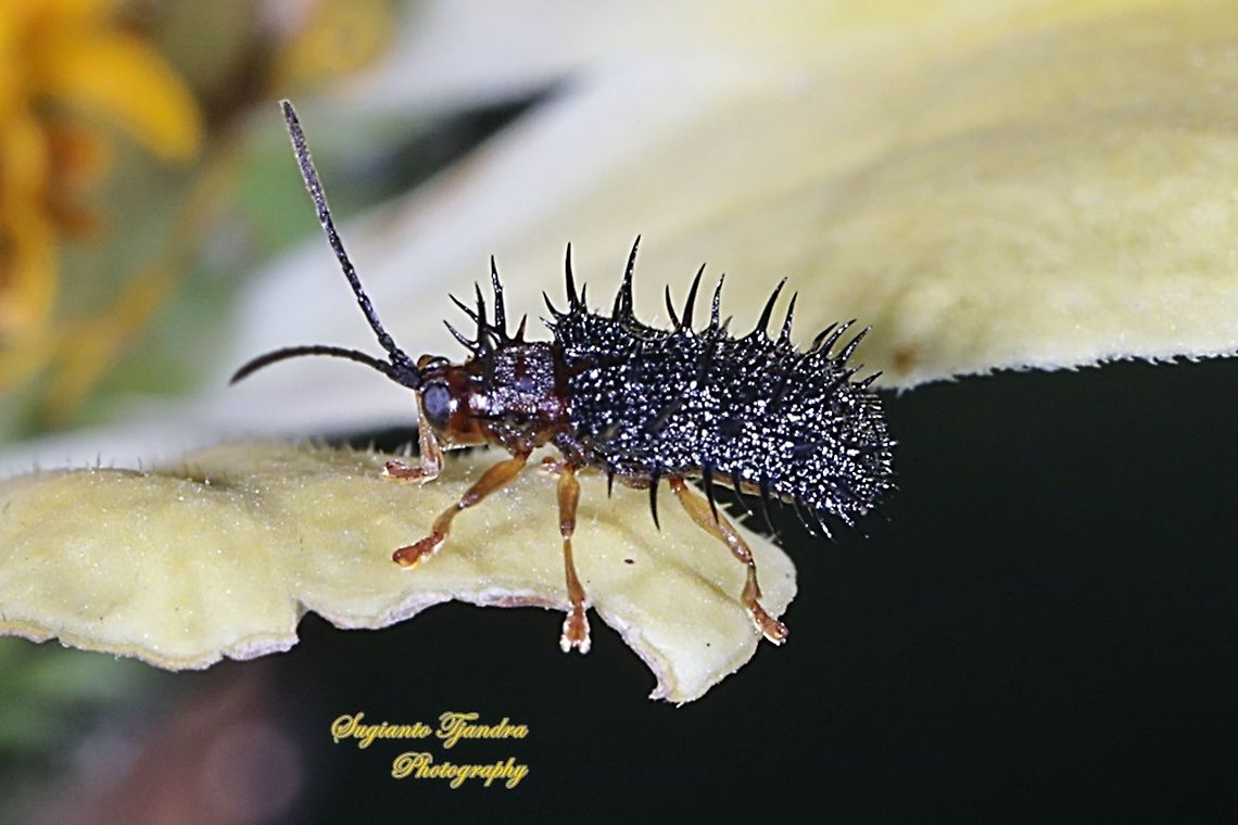 Spiny Leaf Beetle, Rice Hispa (Dactylispa sp.)  Dicladispa armigera,Geotagged,Indonesia,Summer