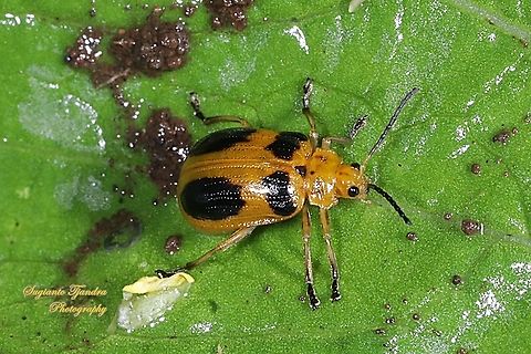 Leaf beetle, Chrysomelidae  Geotagged,Indonesia,Summer