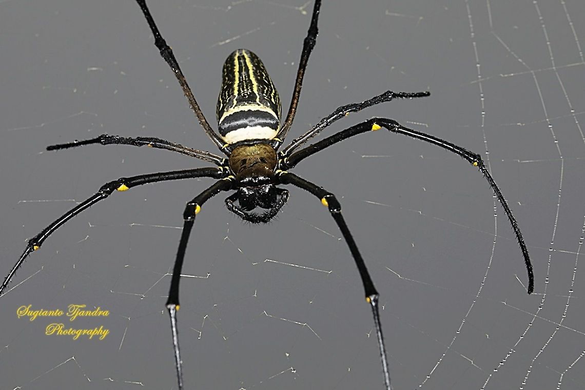Golden orb-web spider, Nephila Pilipes  Geotagged,Giant Golden Orbweaver,Indonesia,Nephila pilipes,Summer