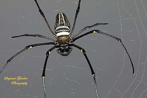 Golden orb-web spider, Nephila Pilipes  Geotagged,Giant Golden Orbweaver,Indonesia,Nephila pilipes,Summer