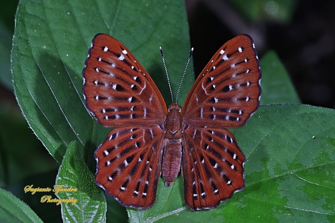 The Punchinello Butterfly, Zemeros flegyas javanus,  (family Riodinidae)  Geotagged,Indonesia,Punchinello,Summer,Zemeros flegyas