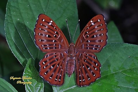 The Punchinello Butterfly, Zemeros flegyas javanus,  (family Riodinidae)  Geotagged,Indonesia,Punchinello,Summer,Zemeros flegyas