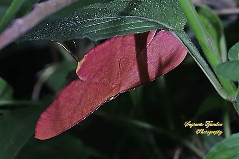 Eumelea rosalia moth, family Geometridae  Eumelea rosalia,Geotagged,Indonesia,Summer