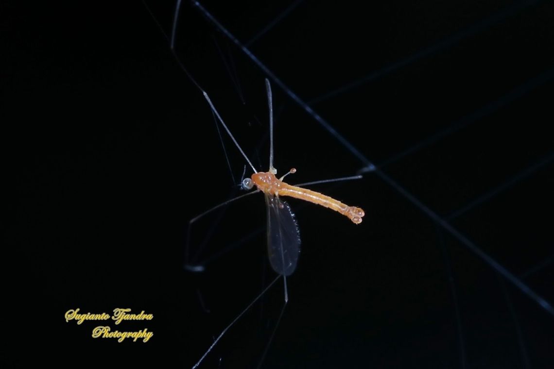 Crane fly  Geotagged,Indonesia,Summer