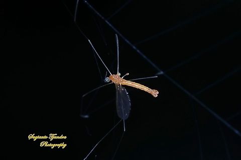 Crane fly  Geotagged,Indonesia,Summer