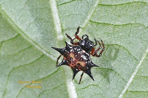 Spiny Orb-Weaver, Juvenile Gasteracantha hasselti, Araneidae  Gasteracantha hasselti,Geotagged,Hasselt's spiny spider,Indonesia,Summer