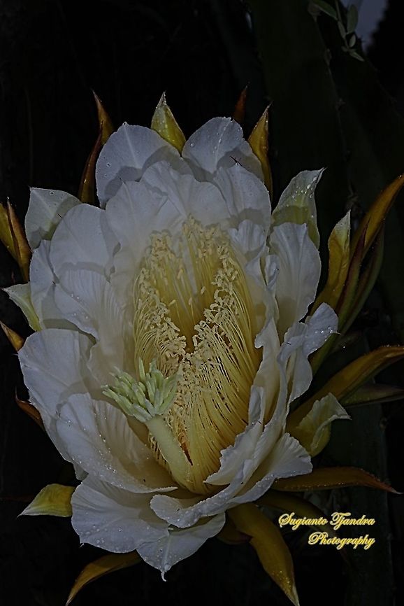 Dragon cactus flower, aka pitaya  Geotagged,Indonesia,Summer