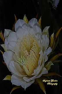 Dragon cactus flower, aka pitaya  Geotagged,Indonesia,Summer