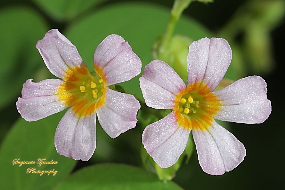 Lavender Sorrel, Oxalis barrelieri, Oxalidaceae  Geotagged,Indonesia,Oxalis barrelieri,Summer