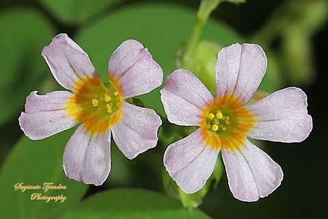 Lavender Sorrel, Oxalis barrelieri, Oxalidaceae  Geotagged,Indonesia,Oxalis barrelieri,Summer