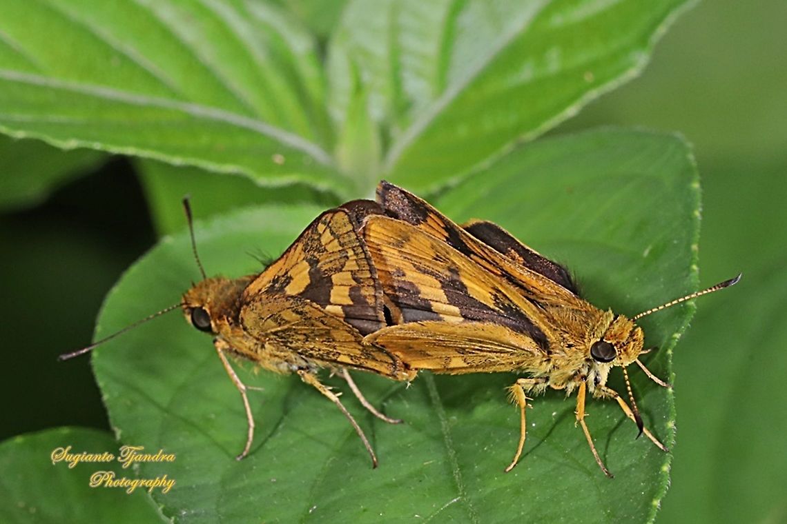 Skipper Butterfly, The Lesser Dart (Potanthus omaha) "mating"  Geotagged,Indonesia,Lesser dart,Potanthus omaha,Summer