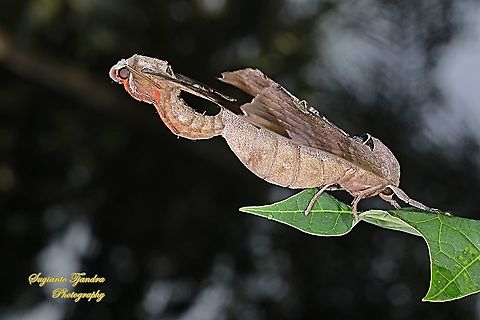 Durian Hawkmoths, Daphnusa ocellaris, Sphingidae "mating"  Daphnusa ocellaris,Geotagged,Indonesia,Summer