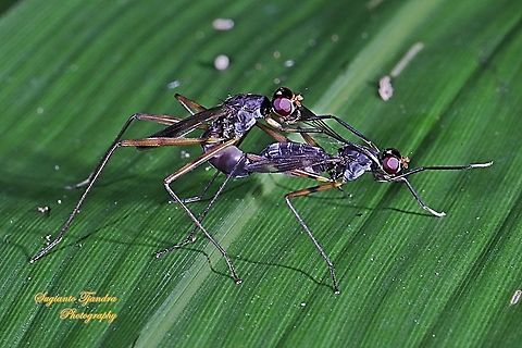 Stilt-Legged Fly (Taeniaptera trivittata), Family Micropezidae "mating"  Geotagged,Indonesia,Summer,Taeniaptera trivittata