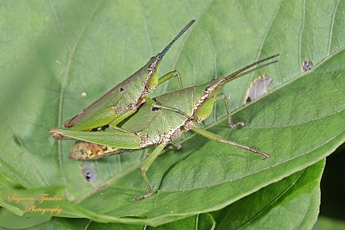 Vegetable grasshopper, Atractomorpha similis Sp. "mating"  Atractomorpha similis,Geotagged,Indonesia,Summer