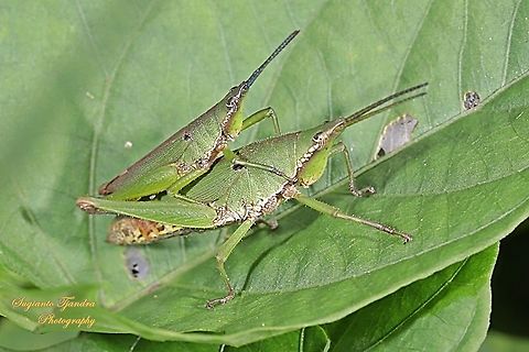 Vegetable grasshopper, Atractomorpha similis Sp. "mating"  Atractomorpha similis,Geotagged,Indonesia,Summer