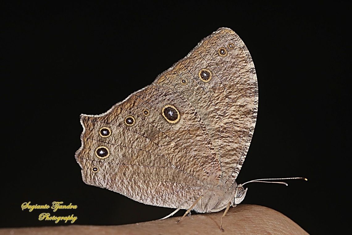 Common Evening Brown,  Melanitis leda  Common evening brown,Geotagged,Indonesia,Melanitis leda,Summer
