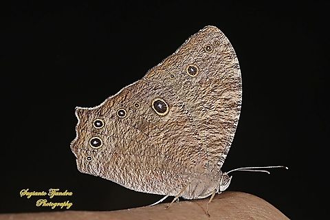 Common Evening Brown,  Melanitis leda  Common evening brown,Geotagged,Indonesia,Melanitis leda,Summer