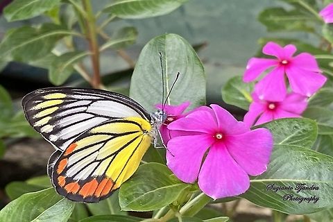 The Painted Jezebel, Delias hyparete hyparete "sucking nectar on the Tapak Dara Flower/ Madagascar Periwinkle, Apocynaceae"  Delias hyparete,Geotagged,Indonesia,Painted Jezebel,Summer
