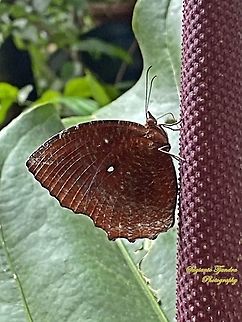 Common Palmfly Butterfly (Elymnias hypermnestra)  Common Palmfly,Elymnias hypermnestra,Geotagged,Indonesia,Summer