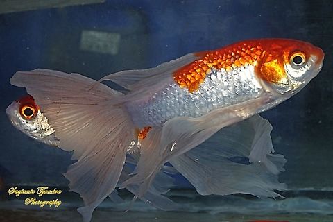 Comet Goldfish, Carassius auratus auratus  Carassius auratus,Carassius auratus auratus,Geotagged,Goldfish,Indonesia,Summer