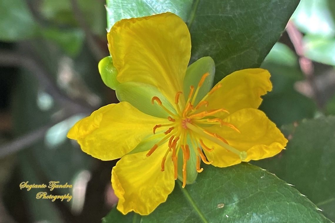 Yellow Mai flower, Ochna integerrima  Geotagged,Indonesia,Ochna integerrima,Summer
