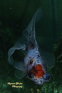 Calico Moor Goldfish, Carassius auratus  Carassius auratus,Geotagged,Goldfish,Indonesia,Summer