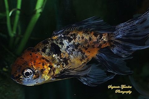 Calico Oranda Goldfish, Carassius auratus  Carassius auratus,Geotagged,Goldfish,Indonesia,Summer