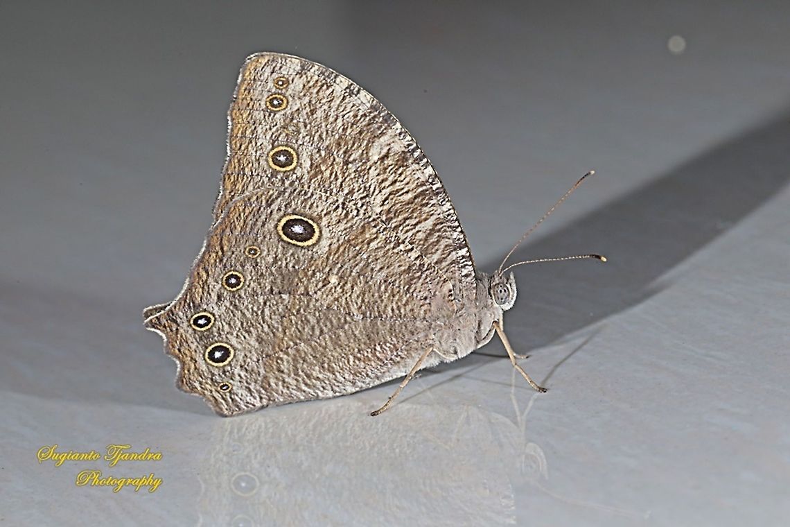 Common Evening Brown,  Melanitis leda  Common evening brown,Geotagged,Indonesia,Melanitis leda,Summer