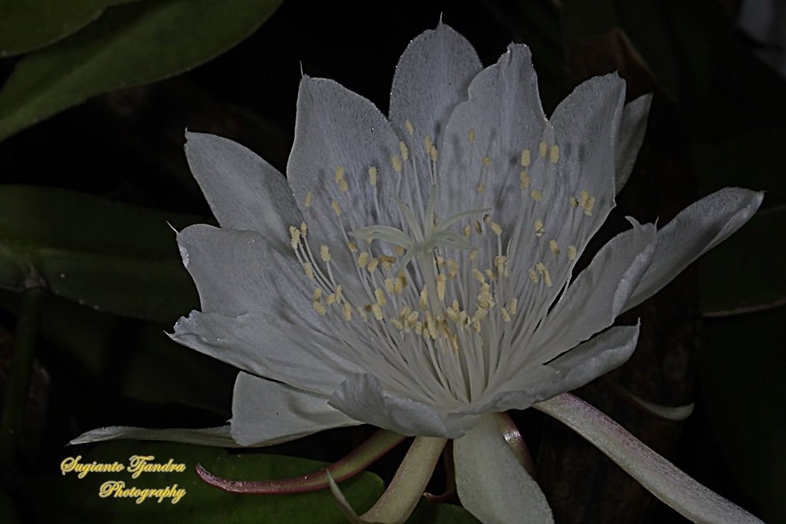 "Wijaya Kusuma flower / Queen of the night", Epiphyllum oxypetalum  Dutchman's pipe cactus,Epiphyllum oxypetalum,Geotagged,Indonesia,Summer