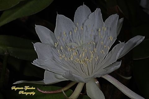 "Wijaya Kusuma flower / Queen of the night", Epiphyllum oxypetalum  Dutchman's pipe cactus,Epiphyllum oxypetalum,Geotagged,Indonesia,Summer