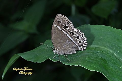 Horsfield's bush brown Butterfly (Mycalesis horsfieldi)  Bushbrown butterfly,Geotagged,Indonesia,Mycalesis horsfieldii,Summer