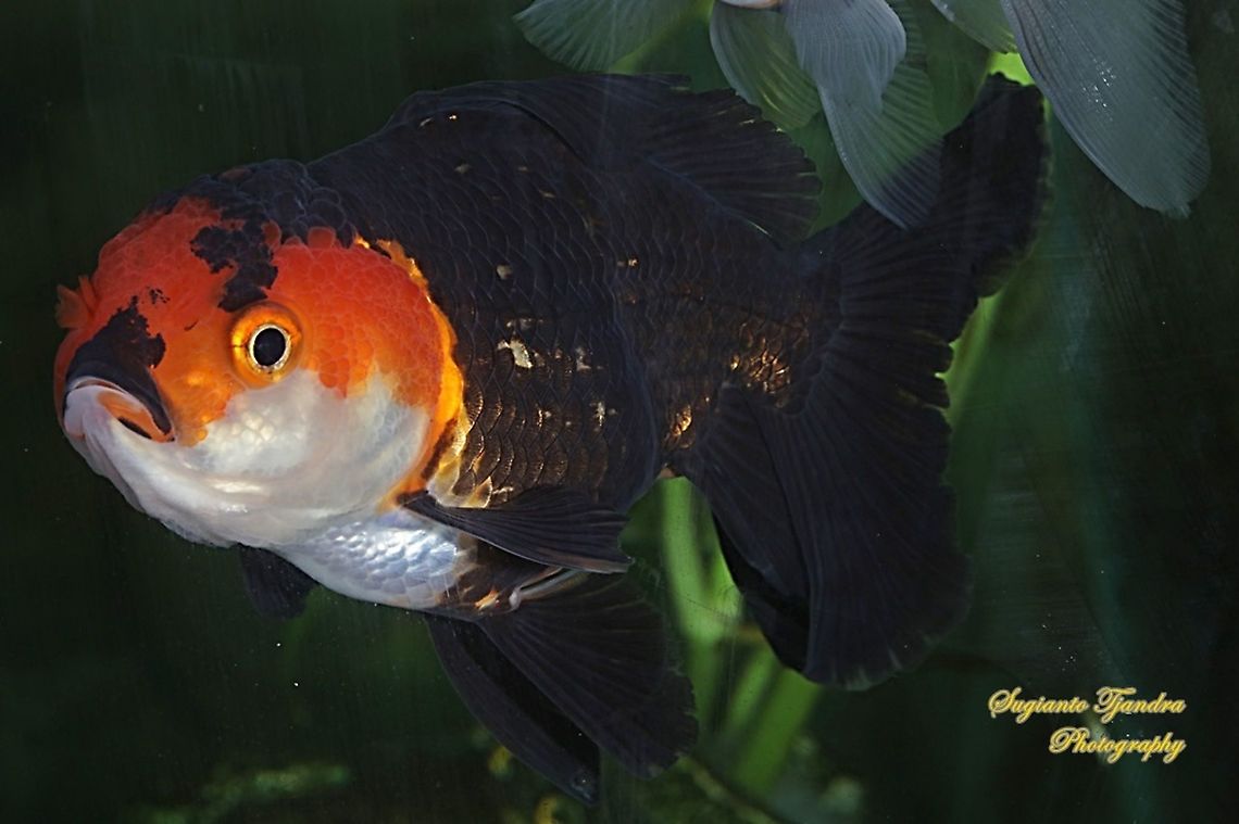 Red n black Panda Oranda Goldfish, Carassius auratus  Carassius auratus,Geotagged,Goldfish,Indonesia,Summer