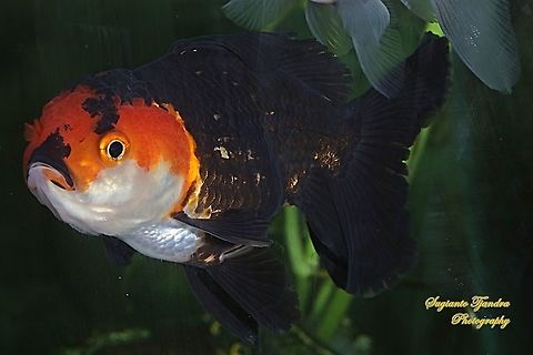 Red n black Panda Oranda Goldfish, Carassius auratus  Carassius auratus,Geotagged,Goldfish,Indonesia,Summer